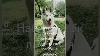 наберёте 5к лайка я покажу как зделать в роблокс похожию сабаку