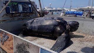 Trovata morta una tartaruga liuto di 300kg