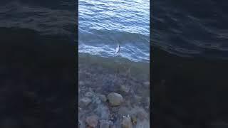 #persicireale.#fishing.#pescasportiva.#ქორჭილა
