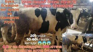 20 кунда 50-60кг вазн йигади! мана кандай букаларни ва кандай усулда бокиш керак!бука бокиш сирлари!