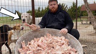 KÖPEKLERİME TAVUK ZİYAFETİ 60 KG!