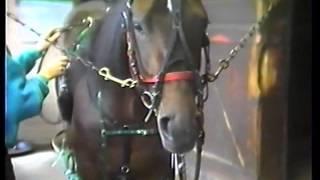 How to Harness a Standardbred