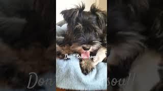 Livia thinks that Ur beautiful🫶🫶️ #urbeautiful#beautiful#puppy#cute#doh