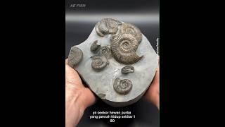penemuan fosil hewan purba #animals