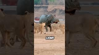 Run if you see a hippo pooping part 2 #shorts #facts #wildlife #hippo