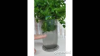 #shorts Как сохранить зелень свежей.