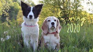 SPRING in the village 2020 ~ border collie Cherry & beagle Xena