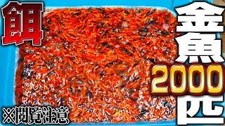 [Viewer discretion is advised] What happens when you put 2,000 goldfish into a tank filled with h...