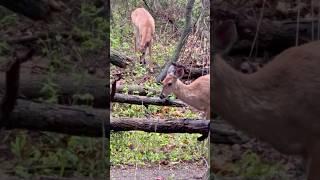 2 Whitetail Deer Foraging #whitetailbuck