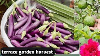 Terrace garden in telugu latest#gardening #fruit #vegetables#harvest  @mymomsterracegarden