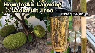 How to Air Layering JackFruit Tree |Any Tips that you didn't know how to grow jackfruit from cutting