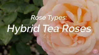 Rose Types: What are Hybrid Tea Roses?