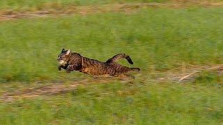 Running cat - slow motion 100fps