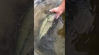 How to catch largemouth bass
