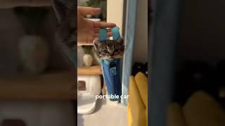  Funny and cute cat