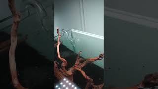 Ready for Darkstart! 90P Aquascape