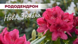 Рододендрон Нова Зембла: изумительный сорт для изысканного сада