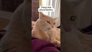 This list could be longer #cats #shorts