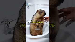 Человек подружился с сурком️ #животные #animals