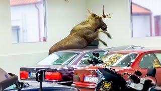 Moose Destroys BMW 850i - Unbelievable Rampage!