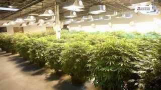 How Much Marijuana Does One Plant Produce? A Pound