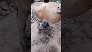 #milk nikalte huee || #satyajeet Joshi Vlogs @Sourav Joshi Vlogs