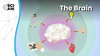 The wonder that is your brain: How and why we study it