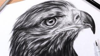 How to Draw Feathers: Drawing a Realistic Eagle Head