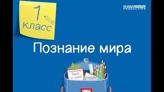 Познание мира. 1 класс. Моя семья /20.11.2020/