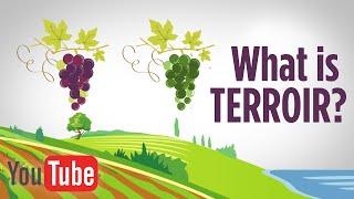 What is terroir and what does it have to do with wine?