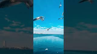 Seagulls flying on amazing blue sea and blue sky!! Must see!