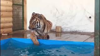 Тигр обнаружил в своём вольере бассейн / Tiger Hector discovered a swimming pool   #Tiger  #wildlife