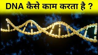 How does DNA work?