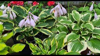 Парад цветущий хост :-) 2 обзор #2024 #julia_i_sad #hosta #collection #plants #garden #цветы #bayern