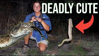 This Cute Rattlesnake Has LETHAL Venom: The Tiger Rattlesnake!