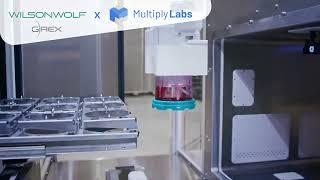 Multiply Labs and Wilson Wolf Collaborate to Automate G-Rex for Cell Therapy Manufacturing