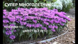 СУПЕР ЭФФЕКТНЫЙ МНОГОЛЕТНИК ЦВЕТУЩИЙ ВСЁ ЛЕТО!!!  НОВИНКИ СОРТОВ!!!  ДЛЯ бордюров,и МАЛЫХ САДОВ.