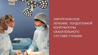 Хирургическое лечение тендогенной контрактуры скакательного сустава у кошки