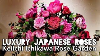 LUXURY ROSES of Japanese Rose Breeder KEIICHI ICHIKAWA ROSE GARDEN Shizuoka 市川バラ園作出 イヴ