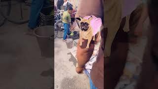 #dogcratoonvideo #funnyvideo #shortvideo #@khushnazvideos