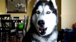 Mishka says "How are you? How u doin'?" - Husky Dog Talking