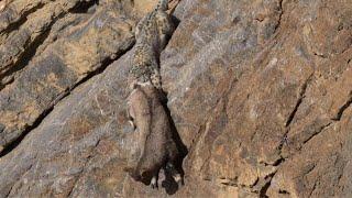 Snow Leopard Hunts Ibex in the MOST DANGEROUS Cliff Chase!