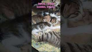 ANAK KUCING TIDUR SAMBIL NYUSU#SHORTS#ANAK KUCING#NYUSU