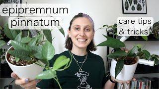 EPIPREMNUM PINNATUM CARE | Cebu Blue Tips & Tricks