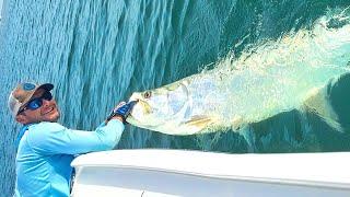 TARPON SEASON - Tampa Tarpon Fishing with Live Bait