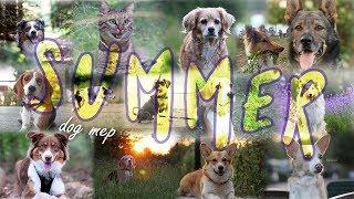 FULL DOG MEP ~ SUMMER 2019 {Off the Maps}