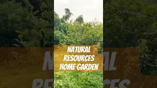 Natural organic resources… #youtubeshorts #homegarden #nature