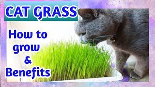 HOW TO GROW CAT GRASS | Benefits of Cat grass | Gim Cat Soft Grass | Ashby the grey cat