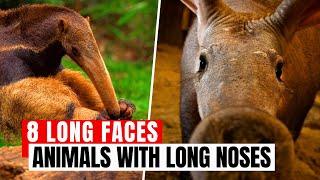 Animals With Long Noses - 8 Animals with Remarkably Long Snouts