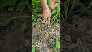 The process of pulling plantain with an iron hook